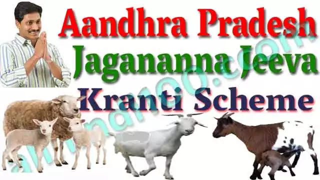 AP Jagananna Jeeva Kranti Scheme Online Apply : Sheep & Goat Units to BC / SC / ST / Minority Women